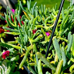 COPY - Beautiful succulent plant!